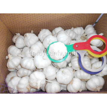 Jinxiang pur blanc ail 6.0-6.5cm